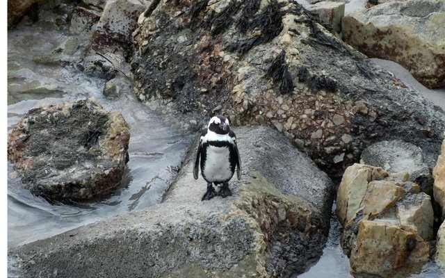 Meneer (of Mevrou) Afrika Pikkewyn lyk heel verwese op die rotse langs die nuwe hawemuur kort voordat hy/sy na veiligheid geneem is 